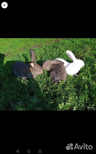 Домашние животные кролики
