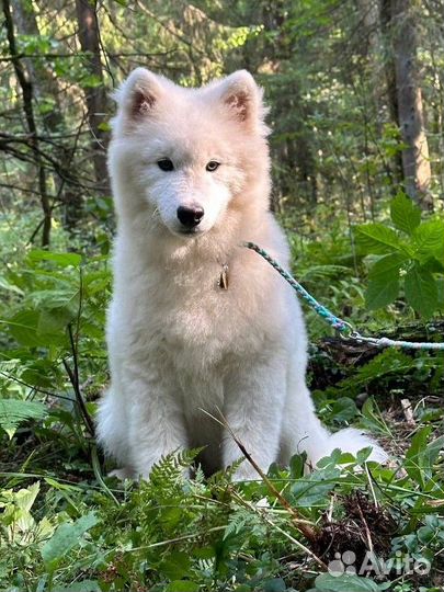 Щенок самоеда