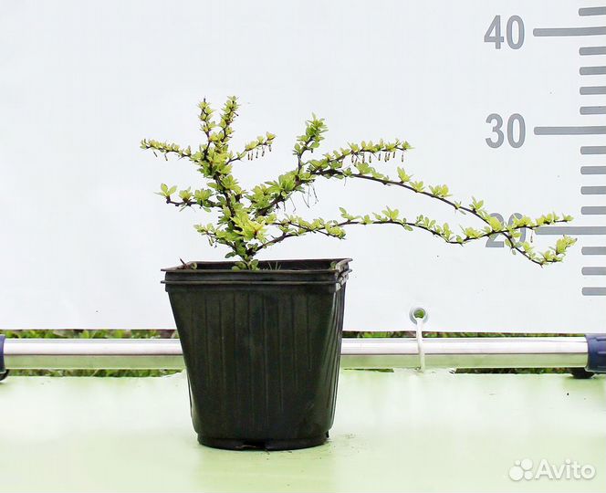 Барбарис Тунберга Green Carpet/С3 12-15 см