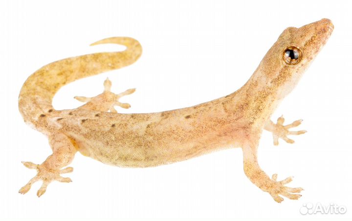 Траурный геккон (Lepidodactylus lugubris)