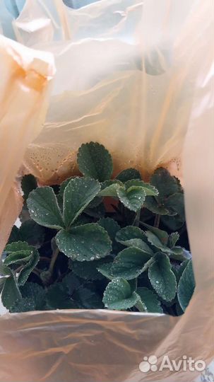 Рассада Клубники