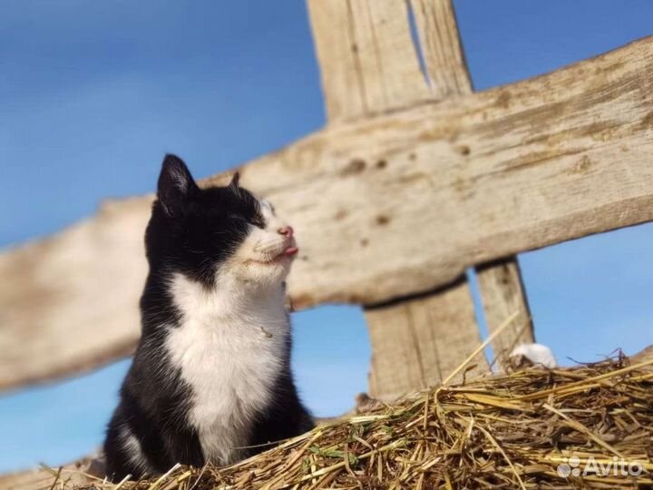 Навоз козий