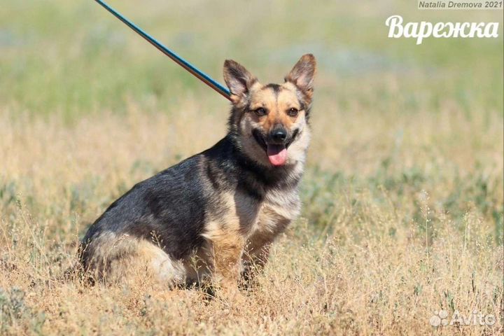 Варежка нуждается В доме
