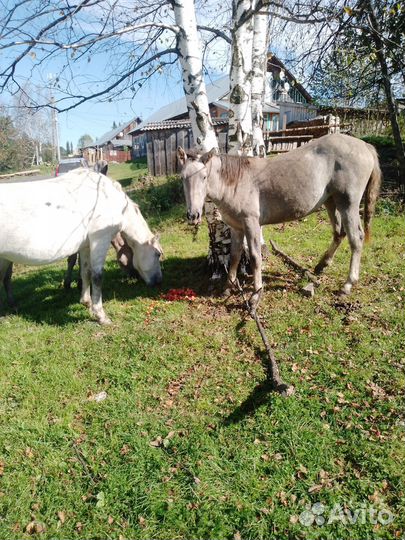 Прдам молодую лошадь