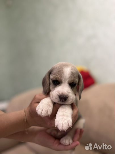 Щенки бигль