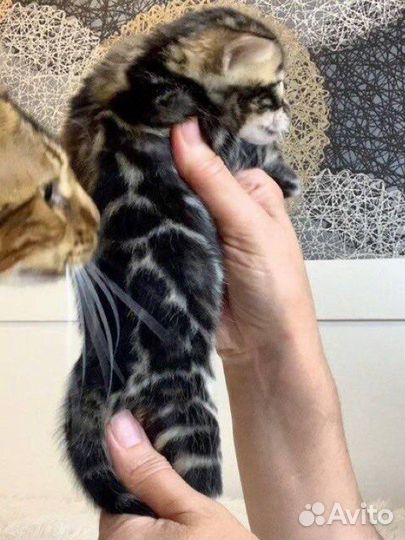 Бенгальские котята серебро и золото