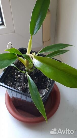 Филодендроны (Ксанаду, Джангл Буги)