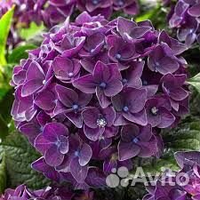 Гортензия Tiffany Purple