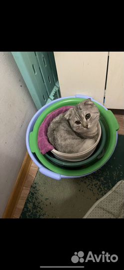 Шотландский вислоухий кот на вязку