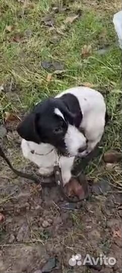 Маленькая собака ищет дом