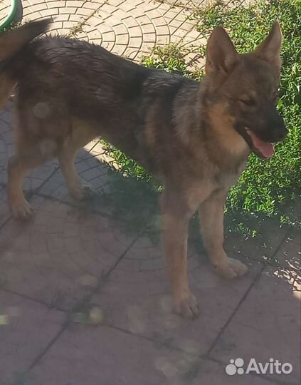 В добрые руки ищет дом