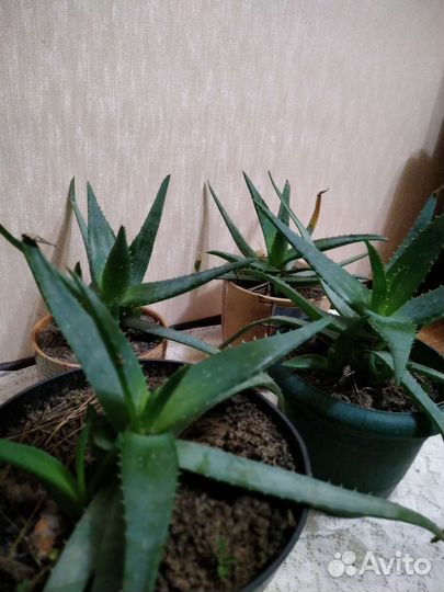 Цветы алоэ вера