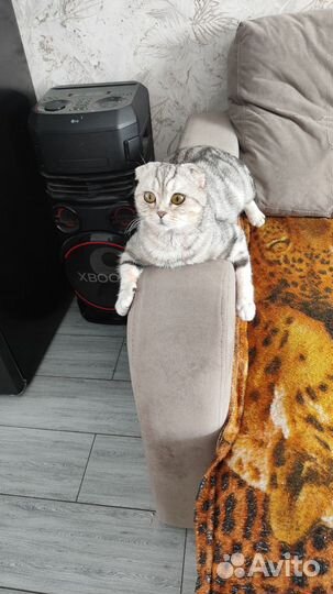Британские вислоухие котята