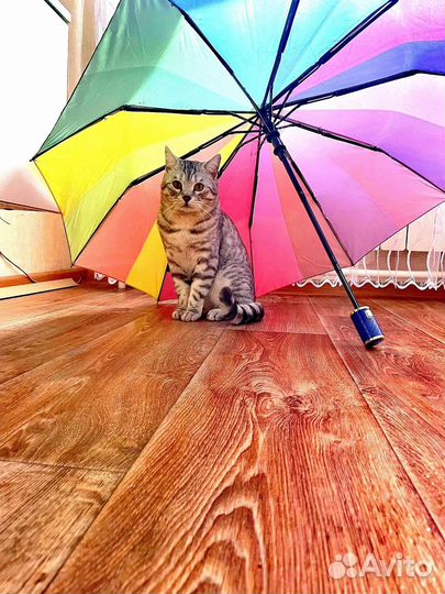 Британский кот на вязку