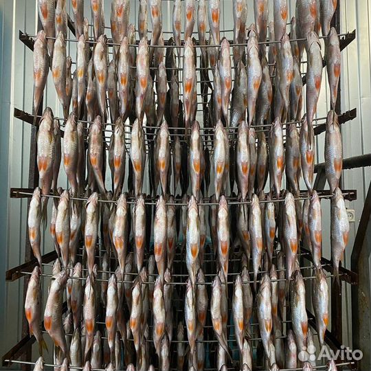 Вяленая и сушёная рыба сорога (вобла)