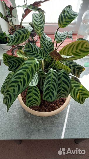 Ктенанта Бурле-Маркси