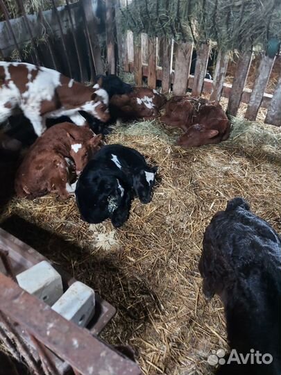 Сельхоз животные