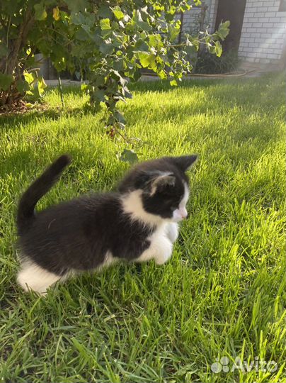 Котенок в добрые руки