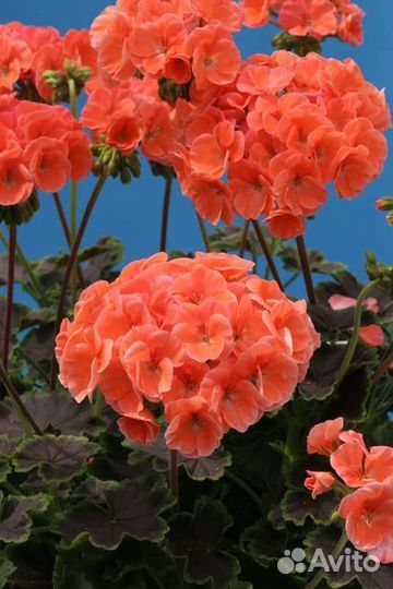 Пеларгония Найт Салмо Ред пандора