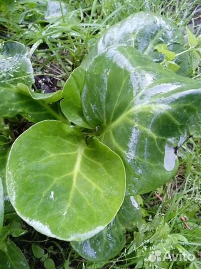 Садовые цветы