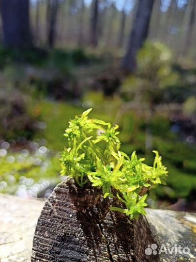 Мох сфагнум живой