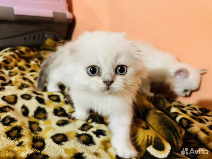 Шотландские котята
