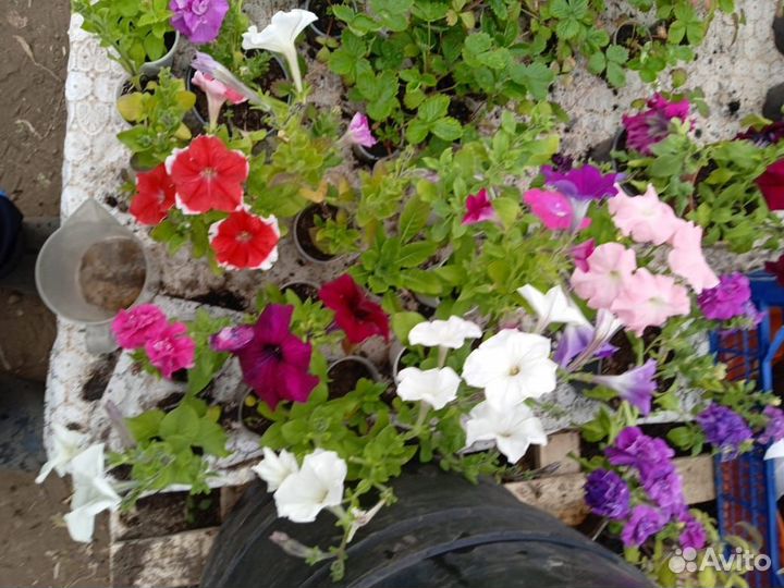 Цветущие Петуния