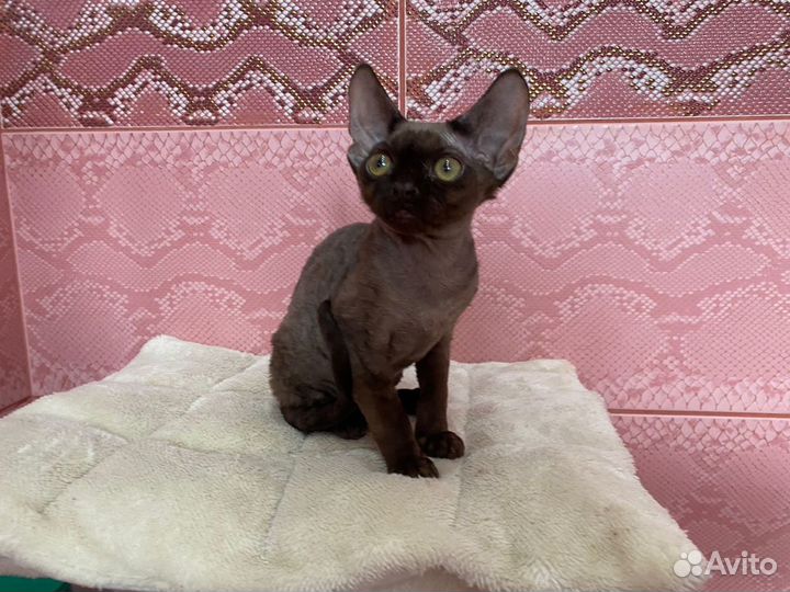 Девон-рекс роскошные Эльфы