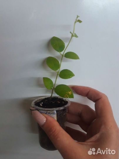 Цветок красивый