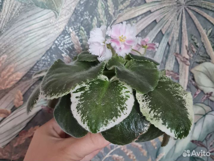 Фиалка с нежными цветами и пестролистной розеткой