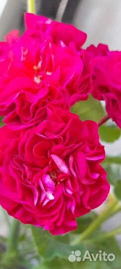 Коллекционные сорта пеларгонии