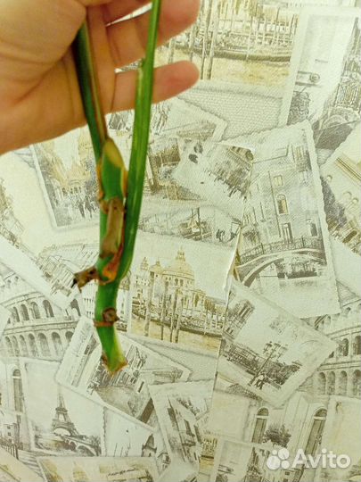 Монстера альба