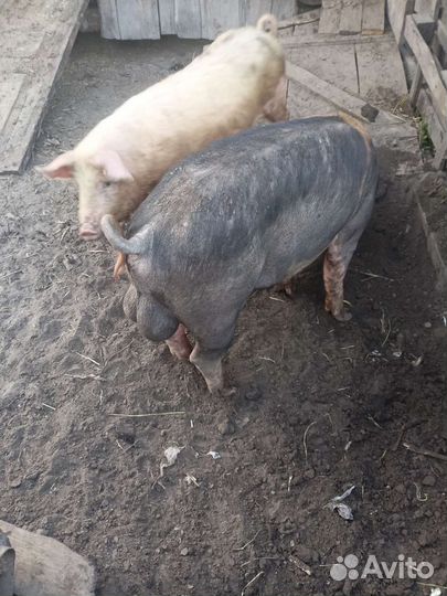 Хряк дюрок окажет услугу