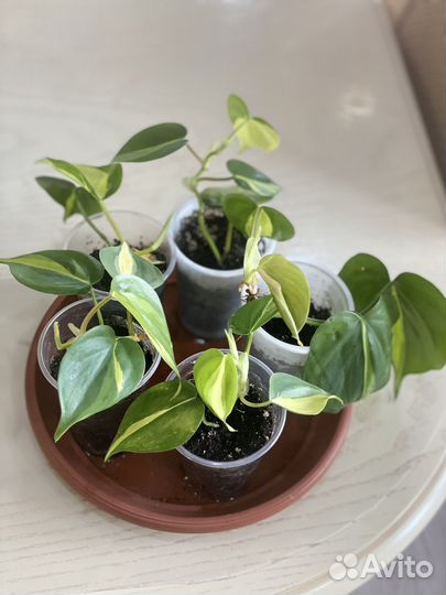 Филодендрон Бразил