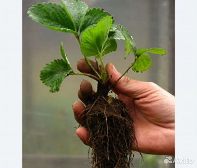 Рассада клубники