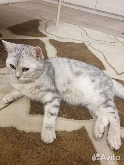 Отдам кошку в хорошие, добрый, заботливые руки