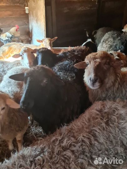 Овцы бараны