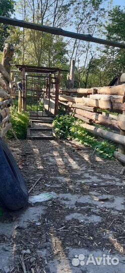 Весы для взвешивания скота