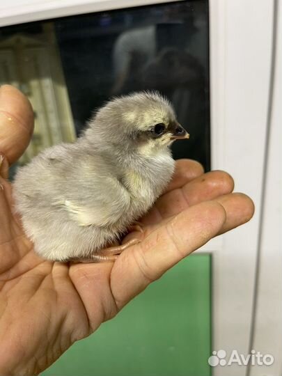 Бройлер импорт