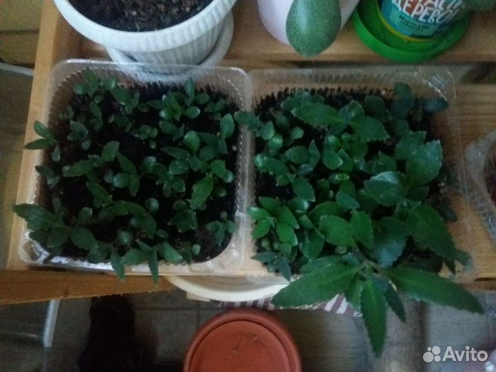 Каланхоэ лечебное