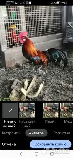 Декоротивные куры породы феникс