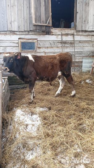 Бык сементал