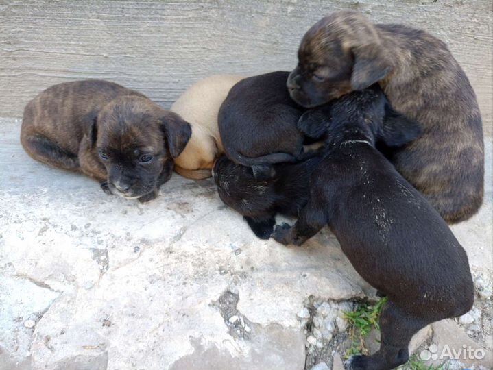 Щенки