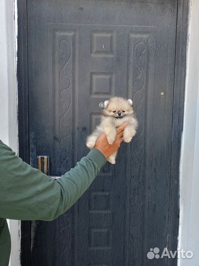 Померанский шпиц микро девочки