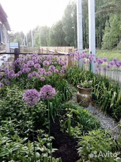 Лук Суворова