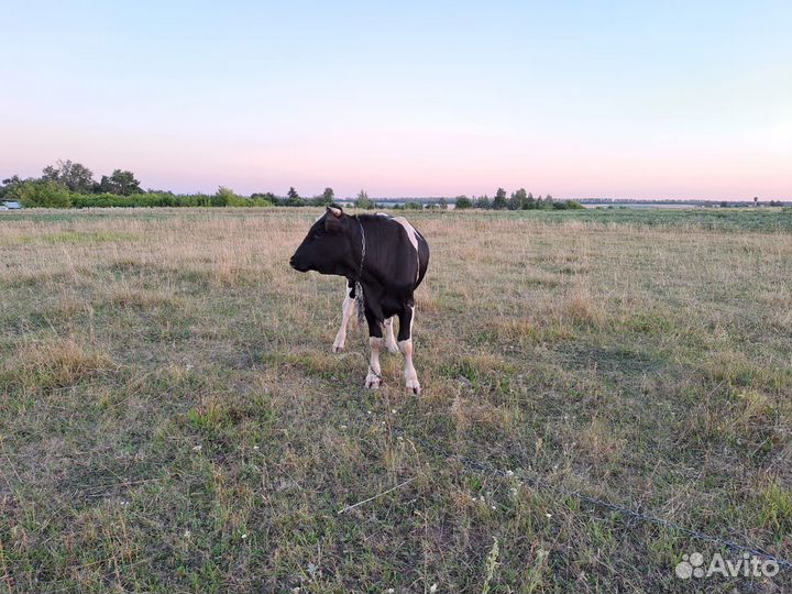 Бычок 1,6 месяцев