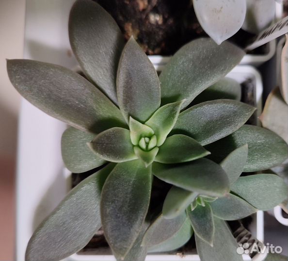 Суккуленты