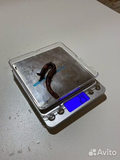 Червь Дендробена для рыбалки