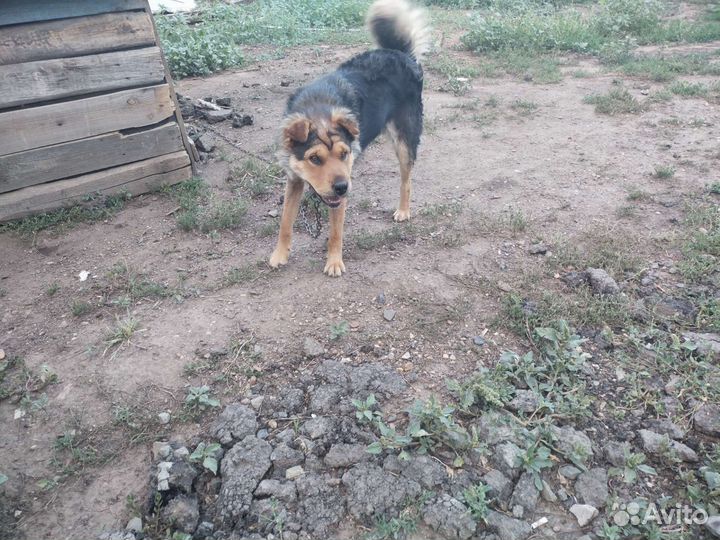 Маленькая собака в добрые руки бесплатно