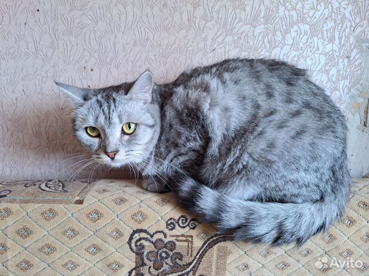 Шикарный молодой котик в добрые руки